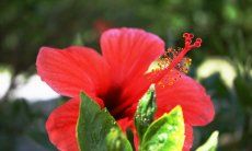 Hibisucus flower in the garden