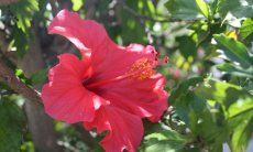 Villa Serena | Colourful hibiscus flower in the garden Red Hibiscus flower with grenn leaves behind it