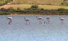 Flamingos wade the lagoon of Torresalinas