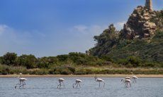 Villa Caroline | Torresalinas Flamingos Torresalinas Flamingos