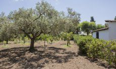 Casa Su Faru 5 | Garden with olive tree Garden of Su Faru 5