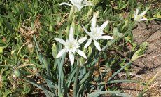 Sea Daffodil at Torre Salinas 