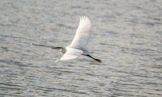 Heron flying over the lagoon of Porto Taverna