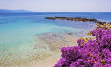 Crystal clear water and violet flowers of Bougainville in the bays close to Alghero