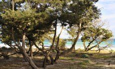 Juniper trees on the beach Cala Ginepro close to Cala Liberotto