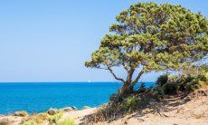Juniper tree formed by the wind and view on the blu sea of Capo Ferrato
