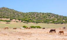 Green pastures with cows at Capo Ferrato