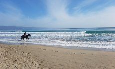Rider with horse riding through the shallow water in front of the long waves of the Poetto beach in Cagliari