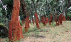 Cork oak forest in North Sardinia