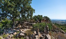 Villa Su Tauloni | Table and hammock in the shade of on old cork tree Villa Su Tauloni, Is Molas, South Sardinia