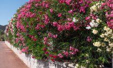Villa Campidano 20 | Lush vegetation on the ground New Picture 2022