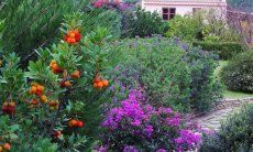 Villa Ulivi 27 | Fragrant, flowering garden V. Ulivi 27