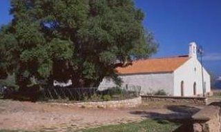 Millenare - 1000 years old olive tree | Sardinia Sardinia