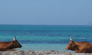 Sardinia