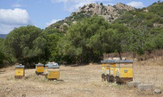 Beekeeper Bellosi - San Priamo | Sardinia Sardinia