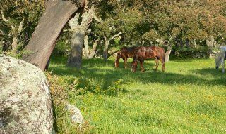 Sardinia