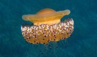 Manni Diving centre - Torre delle Stelle | Sardinia Sardinia