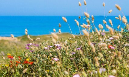 
Sardinian nature