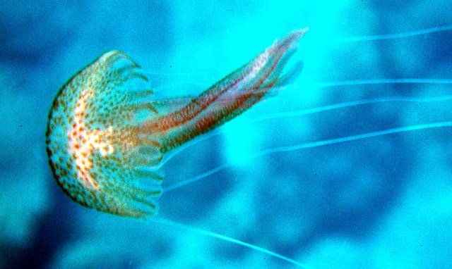 Pelagia noctiluca (Mauve stinger) Pelagia noctiluca (Mauve stinger)